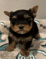 Teddy bears, a male Yorkshire Terrier for sale in Jurupa Valley, CA – Photo 2 of 2