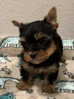 Teddy bears, a male Yorkshire Terrier for sale in Jurupa Valley, CA – Photo 1 of 2