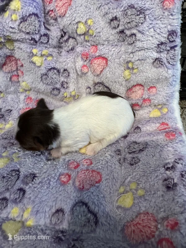 Lexie – Yorkshire Terrier puppy for sale in Jurupa Valley, CA