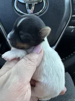 Dior , a male Yorkshire Terrier for sale in Jurupa Valley, CA – 5 of 5