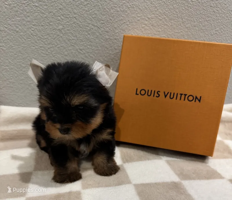 Charlie  – Yorkshire Terrier puppy for sale in Jurupa Valley, CA