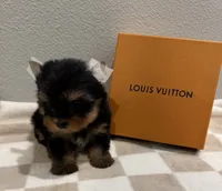 Charlie , a male Yorkshire Terrier for sale in Jurupa Valley, CA – 1 of 1