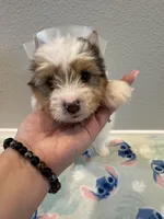 Bentley , a male Yorkshire Terrier for sale in Jurupa Valley, CA – Photo 2 of 3