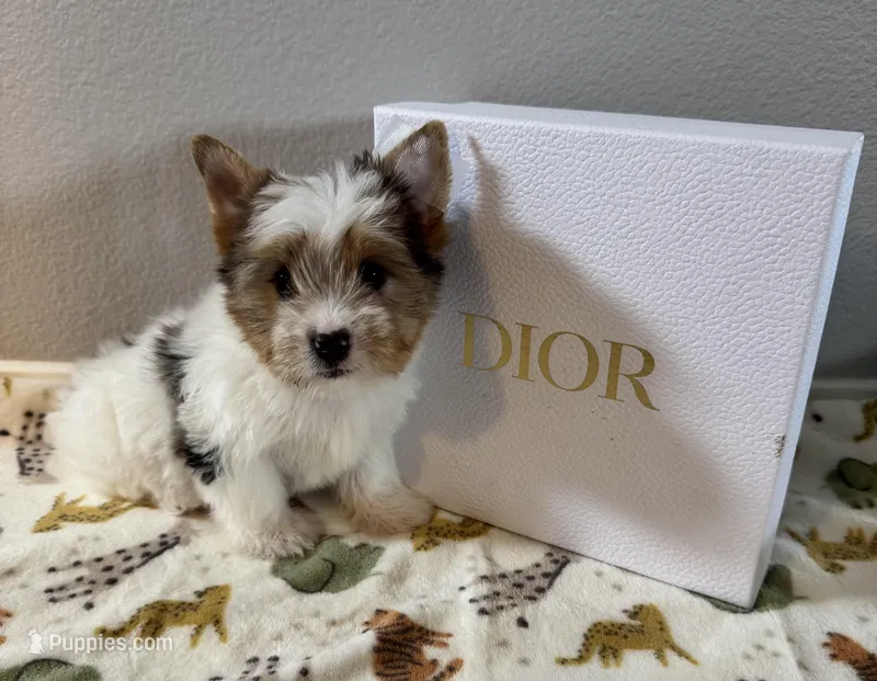Bentley  – Yorkshire Terrier puppy for sale in Jurupa Valley, CA