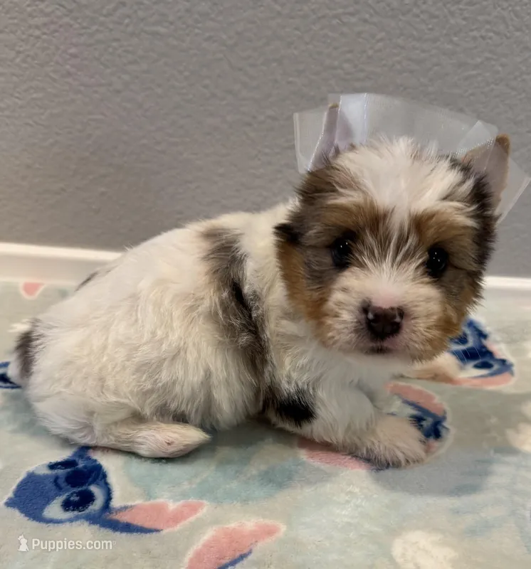 Bentley  – Yorkshire Terrier puppy for sale in Jurupa Valley, CA