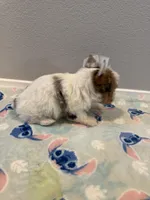 Bentley , a male Yorkshire Terrier for sale in Jurupa Valley, CA – Photo 3 of 3