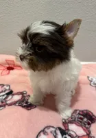 Lexie , a female Yorkshire Terrier for sale in Jurupa Valley, CA – 3 of 5
