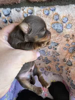 Bengi, a male Yorkshire Terrier for sale in Jurupa Valley, CA – 3 of 3