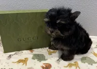 Gucci, a male Yorkshire Terrier for sale in Jurupa Valley, CA – 1 of 1