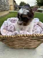 Chanelle , a female Yorkshire Terrier for sale in Jurupa Valley, CA – 2 of 2
