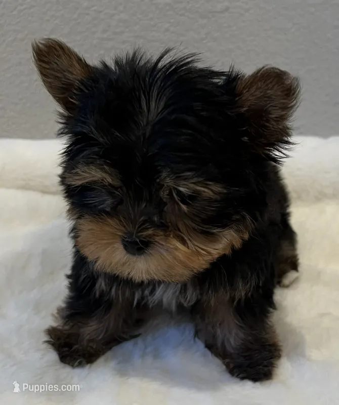 Dolly – Yorkshire Terrier puppy for sale in Jurupa Valley, CA