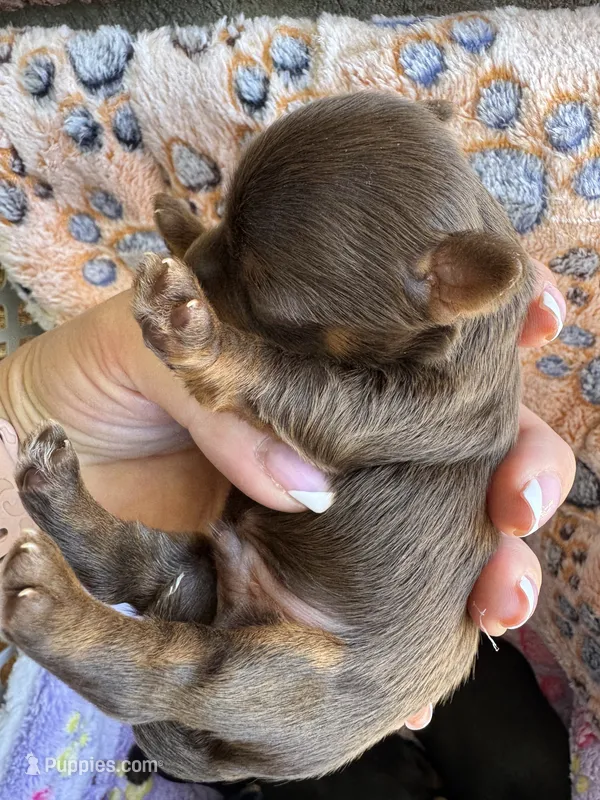 Bengi – Yorkshire Terrier puppy for sale in Jurupa Valley, CA