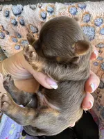 Bengi, a male Yorkshire Terrier for sale in Jurupa Valley, CA – 1 of 3