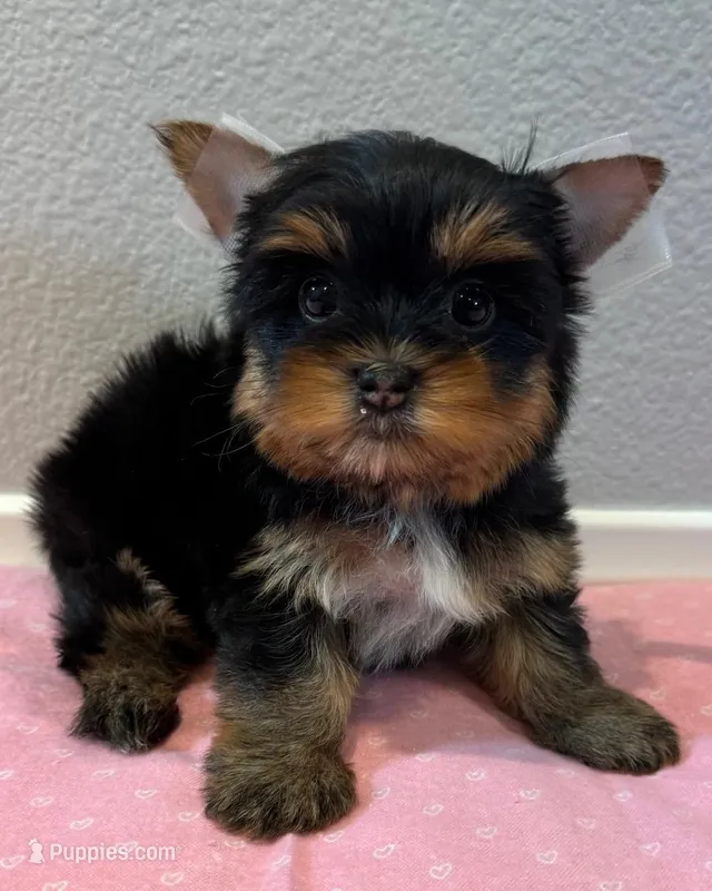 Jazmine  – Yorkshire Terrier puppy for sale in Jurupa Valley, CA