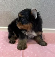 Jazmine , a female Yorkshire Terrier for sale in Jurupa Valley, CA – Photo 2 of 2