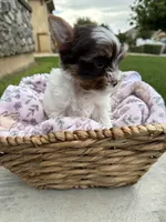 Chanelle , a female Yorkshire Terrier for sale in Jurupa Valley, CA – 1 of 2