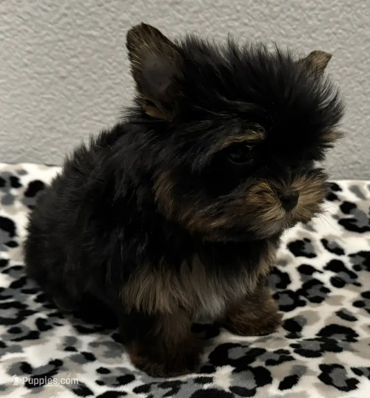 Daisy – Yorkshire Terrier puppy for sale in Jurupa Valley, CA