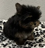 Daisy, a female Yorkshire Terrier for sale in Jurupa Valley, CA – 1 of 1