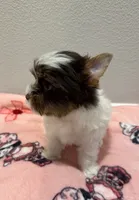 Lexie , a female Yorkshire Terrier for sale in Jurupa Valley, CA – 5 of 5