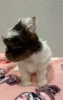 Lexie , a female Yorkshire Terrier for sale in Jurupa Valley, CA – 4 of 5
