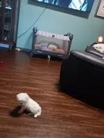 No name, a female Maltese for sale in Rochelle, GA – 3 of 4