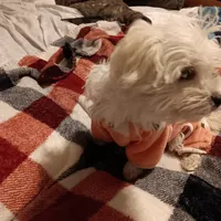 No name, a female Maltese for sale in Rochelle, GA – Photo 4 of 4