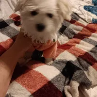 No name, a female Maltese for sale in Rochelle, GA – Photo 3 of 4