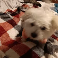 No name, a female Maltese for sale in Rochelle, GA – Photo 2 of 4