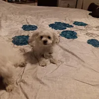 No name, a female Maltese for sale in Rochelle, GA – Photo 1 of 4