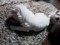 No name, a male Maltese for sale in Rochelle, GA – 2 of 3