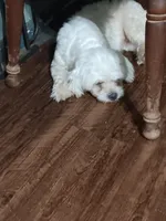 No name, a male Maltese for sale in Rochelle, GA – 1 of 5