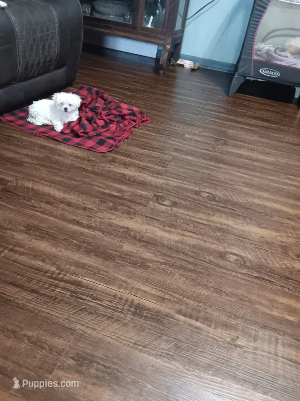 No name – Maltese puppy for sale in Rochelle, GA