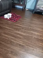 No name, a male Maltese for sale in Rochelle, GA – 1 of 5