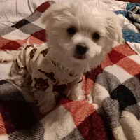 No name, a male Maltese for sale in Rochelle, GA – Photo 4 of 4