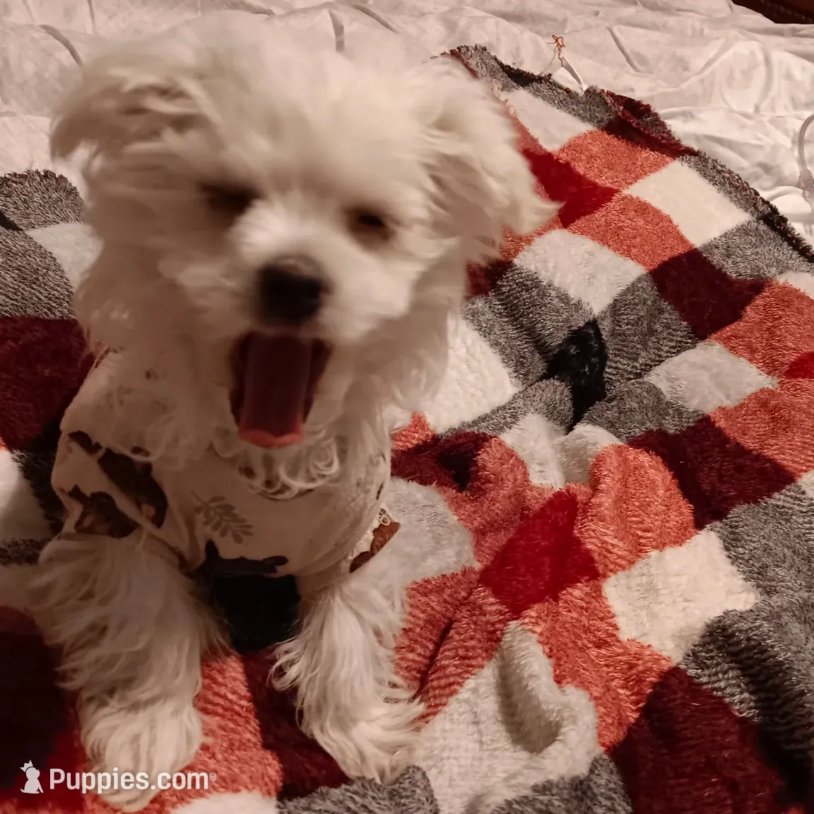 No name, a male Maltese for sale in Rochelle, GA – 2 of 3