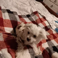 No name, a male Maltese for sale in Rochelle, GA – Photo 2 of 4