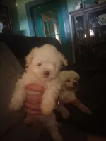 No name, a male Maltese for sale in Rochelle, GA – 3 of 3