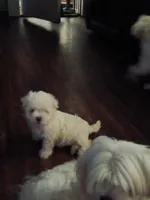 No name, a male Maltese for sale in Rochelle, GA – 2 of 3