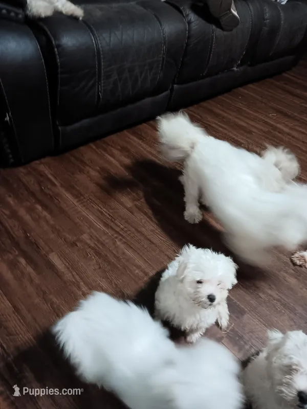 No name – Maltese puppy for sale in Rochelle, GA