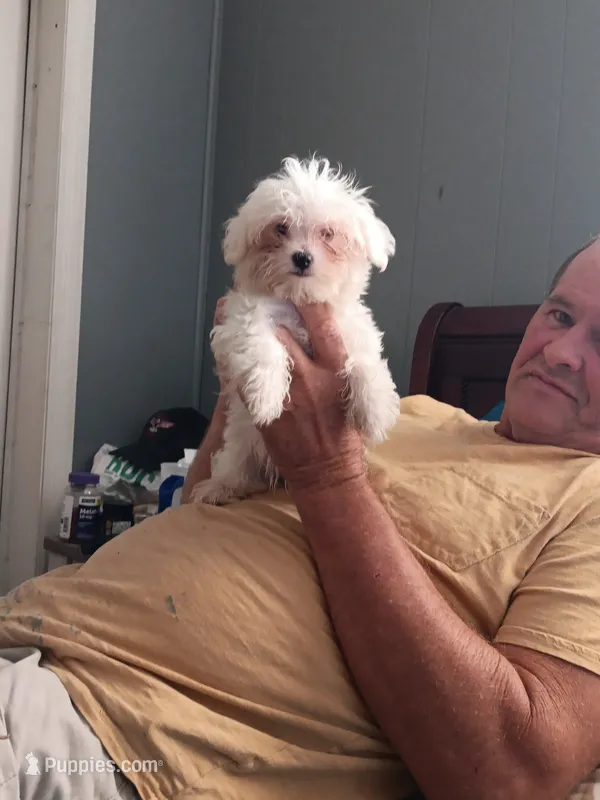 No name – Maltese puppy for sale in Rochelle, GA