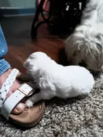 No name, a female Maltese for sale in Rochelle, GA – 1 of 1