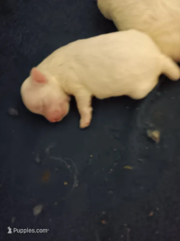 No name – Maltese puppy for sale in Rochelle, GA