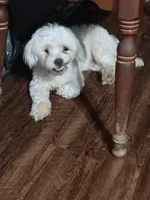 No name, a male Maltese for sale in Rochelle, GA – 2 of 5