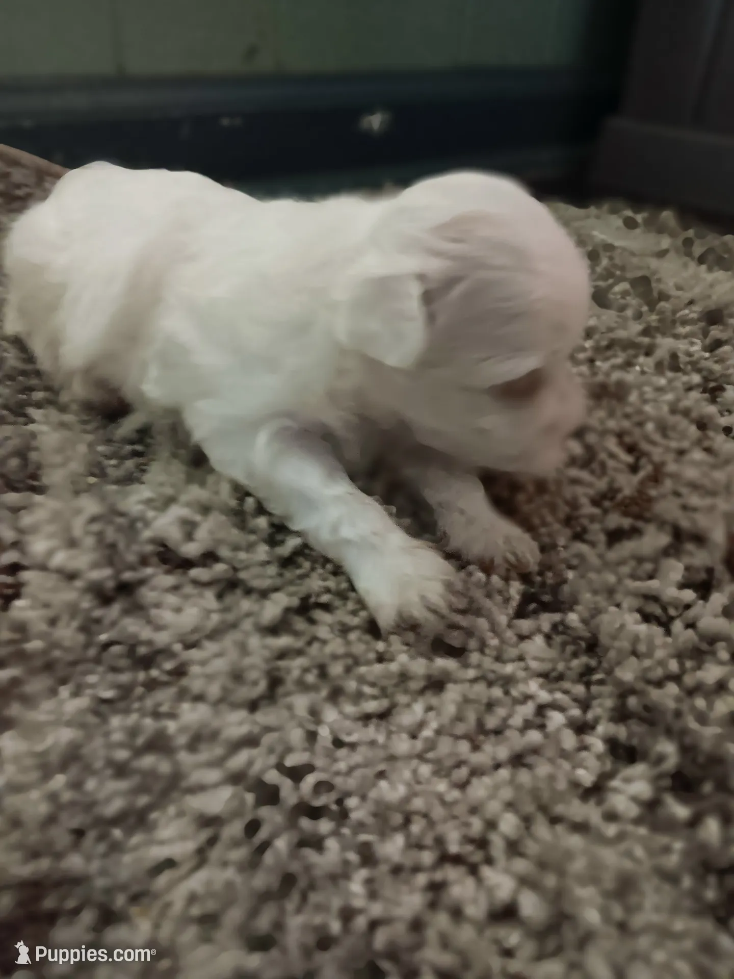 No name, a female Maltese for sale in Rochelle, GA – 2 of 3