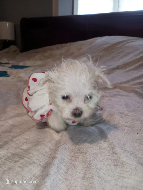 No name – Maltese puppy for sale in Rochelle, GA