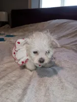 No name, a female Maltese for sale in Rochelle, GA – 1 of 4