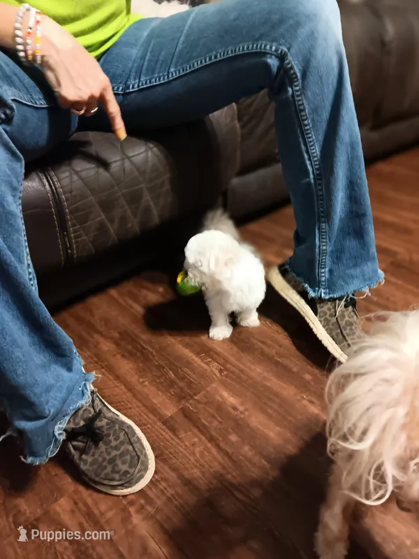 No name – Maltese puppy for sale in Rochelle, GA