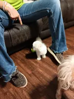 No name, a male Maltese for sale in Rochelle, GA – 1 of 5