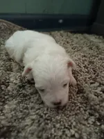 No name, a male Maltese for sale in Rochelle, GA – 1 of 3