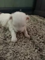 No name, a female Maltese for sale in Rochelle, GA – 3 of 3